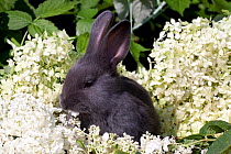 Domestic rabbit,  baby blue New Zealand (breed) rabbit huddled amongst white flossom, Illinois, USA