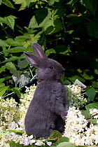 Domestic rabbit, baby blue New Zealand (breed) rabbit sitting up amongst white flossom, Illinois, USA