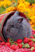 Domestic Lions-Head Rabbit, juvenile by red basket and strawberries, Illinois, USA