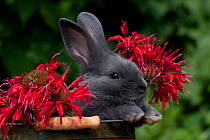 Domestic rabbit, baby blue New Zealand (breed) rabbit peering over lip of red basket with bee-balm flowers, Illinois, USA