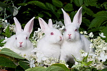 Domestic rabbit, three baby white New Zealand (breed) rabbits amongst white blossom, Illinois, USA
