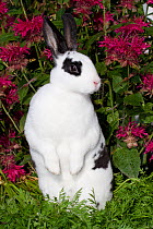 Domestic rabbit, broken pattern Mini Rex Rabbit standing up on carrot tops, Illinois, USA