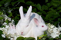 Domestic rabbit, mother and baby white New Zealand (breed) rabbits amongst white blossom, Illinois, USA