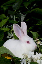 Domestic rabbit, baby white New Zealand (breed) rabbit amongst white blossom, Illinois, USA