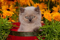 Himalayan Persian Kitten (Baby Doll type) in red basket, Illinois, USA