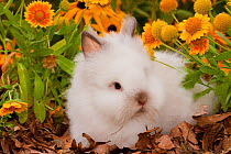 Domestic Lions-Head Rabbit, juvenile, yellow flowers, Illinois, USA