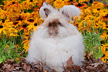 Domestic rabbit, English Angora rabbit "in coat" among Black-eyed susan flowers, Illinois, USA