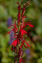 Cardinal flower (Lobelia cardinalis) flowering in damp meadow, Connecticut, USA
