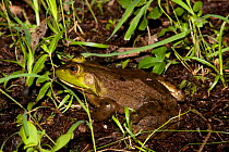 Bullfrog (Rana catesbeiana) on edge of pond, Connecticut, USA