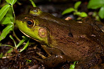 Bullfrog (Rana catesbeiana) on edge of pond, Connecticut, USA