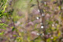 Dew-wet web of an orb weaver spider (Araneidae) in meadow, early morning, Connecticut, USA