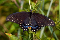 Black Swallowtail butterfly (Papilio polyxenes) at rest on leaves in meadow, Illinois, USA
