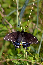 Black Swallowtail butterfly (Papilio polyxenes) at rest on leaves in meadow, Illinois, USA