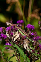 European Praying Mantis (Mantis religiosa) feeding on a Tiger Swallowtail Butterfly (Papilio glaucus) in a cluster of Ironweed (Vernona altissima) flowers. Connecticut, USA