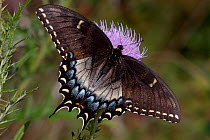 Eastern Tiger Swallowtail butterfly (Papilio glaucus), dark phase female, on Pink Thistle in tallgrass prairie remnant, Illinois, USA (an intermediate phase between the typical yellow and the entirely...