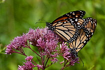 Monarch butterflies (Danaus plexippus) mating on Eastern Joe-Pye-Weed plant (Upatoriadelphus dubius), Connecticut, USA