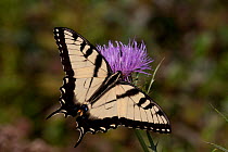 Eastern Tiger Swallowtail butterfly (Papilio glaucus), male, feeding on nectar of Pink Thistle, Illinois, USA