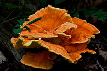 Chicken Mushroom / Chicken-of-the-Woods / Sulphur Shelf Mushroom (Laetiporus sulphureus) growing on log, Niantic State Forest, Connecticut, USA