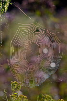 Dew-wet web of an orb weaver spider (Araneidae) in a meadow, early morning, Connecticut, USA