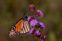 Monarch Butterfly (Danaus plexippus), showing some wear and tear on wing, feeding on nectar of Rough Blazing-Star (Liatris aspera) growing in tallgrass prairie remnant, Downers Grove, Illinois, USA