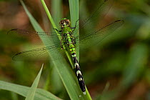 Eastern Pondhawk dragonfly (Erythemis simplicicollis) female, resting on blade of grass, Illinois, USA