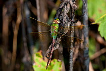 Common Green Darner dragonfly (Anax junius) on  stem, in wetland, Illinois, USA