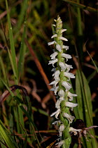 Nodding Ladies' Tresses orchid (Spiranthes cernua) growing in drier part of a fen, Elgin, Illinois, USA