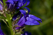 Great Blue Lobelia (Lobelia siphilitica), close up of flowers, Illinois, USA