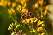 Honeybee (Apis mellifora) collecting nectar from Goldenrod flowers in fen, Illinois, USA