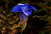Fringed Gentian (Gentiana crinita) flowering in Midwestern fen, these flowers remain "wrapped" like a tight scarf until the sun strikes them, at which time they unfurl, as this one is doing, Batavia,...