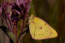 Clouded Sulphur butterfly (Colias philodice) resting on Joe-Pye-Weed in midwestern fen, Illinois, USA