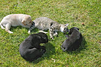 Labrador retriever, black and yellow puppies, 10 weeks, lying down on grass with cat.