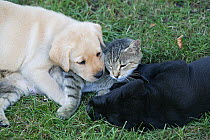 Labrador retriever, black and yellow puppies, 10 weeks, cuddling up on grass with a cat.