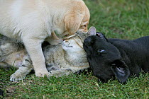Labrador retriever, black and yellow puppies, 10 weeks, playing on grass with cat.