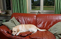 Yellow Labrador retriever, male lying on sofa in house, property released