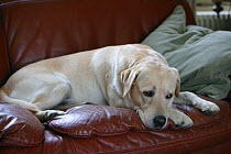 Yellow Labrador retriever, male lying on sofa, property released