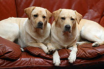 Two Yellow Labrador retrievers lying side by side on sofa, property released