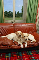Two Yellow Labrador retrievers lying side by side on sofa below window in house. Property released