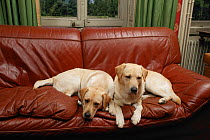 Two Yellow Labrador retrievers lying side by side on sofa in house, property released