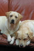Two Yellow Labrador retrievers lying side by side on sofa, property released