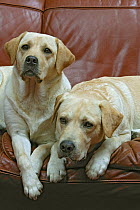 Two Yellow Labrador retrievers lying side by side on sofa in house, property released