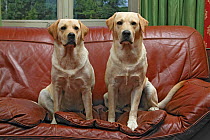 Two Yellow Labrador retrievers sitting side by side on sofa in house, property released