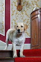 Yellow Labrador retriever puppy, 14 weeks, on stairs in house. Property released