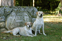 Two yellow Labrador Retrievers in garden beside stone crest, one lying, one sitting