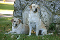 Two yellow Labrador Retrievers in garden beside stone crest, one lying, one sitting