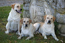 Three yellow Labrador Retrievers in garden beside stone crest, one sitting, two lying