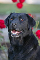 Black Labrador Retriever, portrait in garden