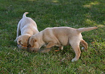 Two yellow Labrador Retriever puppies feeding from bowl in garden