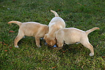 Three yellow Labrador Retriever puppies feeding from bowl in garden