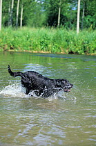 Black Labrador Retriever running through water to retrieve object